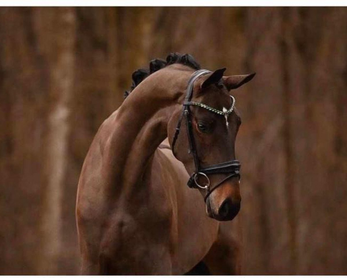 dressage horse Flash Fever (Oldenburg, 2018, from Fürst Wilhelm)
