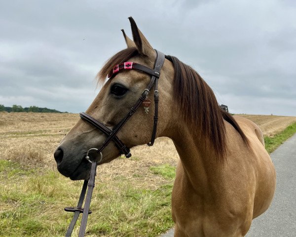 broodmare Prisca Golden Star (German Riding Pony, 2008, from Priamos B)
