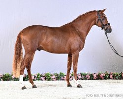 dressage horse Vapiano FL (Oldenburg, 2021, from Vaderland OLD)