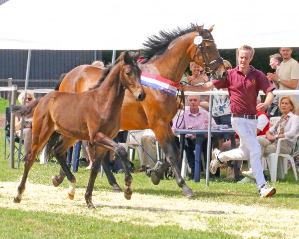 horse Hengst von Va Bene / Ampere (Holsteiner, 2023, from DSP VA Bene)