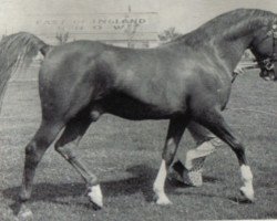 stallion Count Rapello ox (Arabian purebred, 1954, from Count Dorsaz ox)