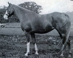 broodmare Astrella 1929 ox (Arabian purebred, 1929, from Raseem 1922 ox)