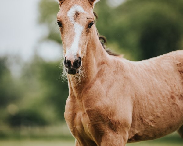 stallion Qynn C (Rhinelander, 2021, from Qaside Md)