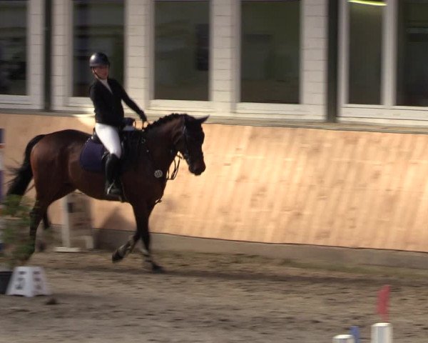 Reitturnier Salzkotten 2023