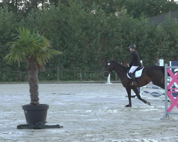 Reitturnier Handorf 2023