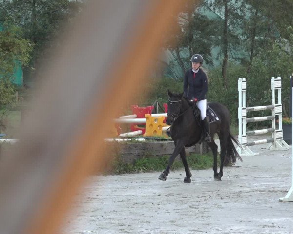 Reitturnier Handorf 2023