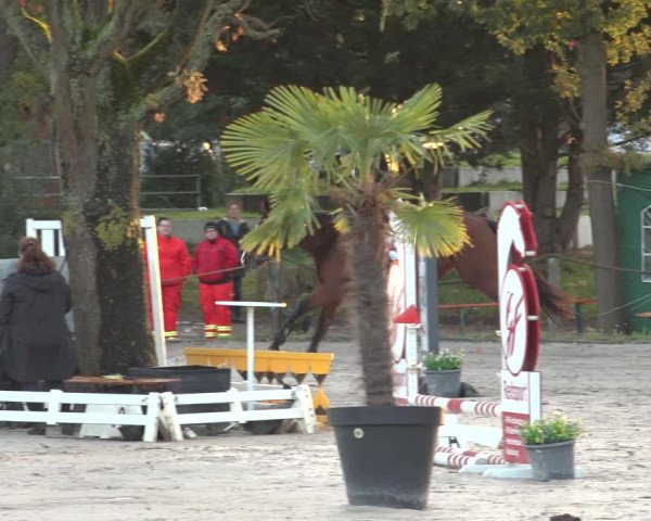 Reitturnier Handorf 2023
