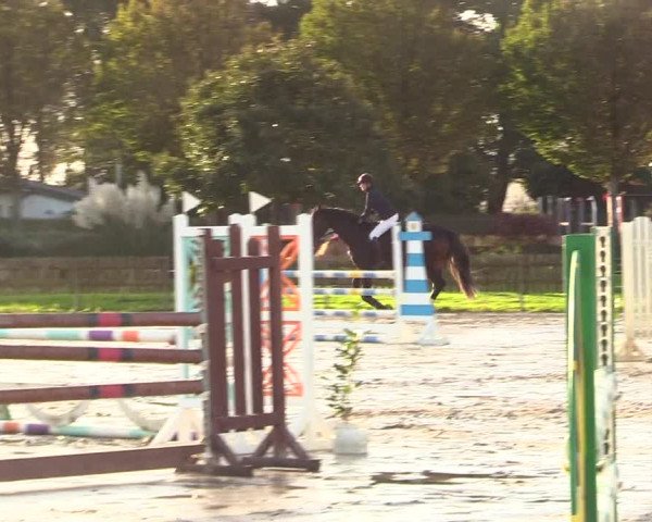 Reitturnier Schülp / Rendsburg 2023