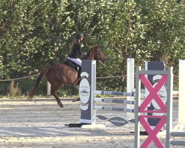 Reitturnier Handorf 2023