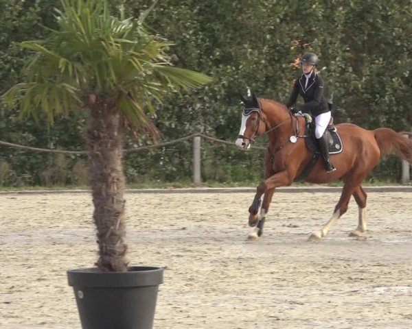 Reitturnier Handorf 2023