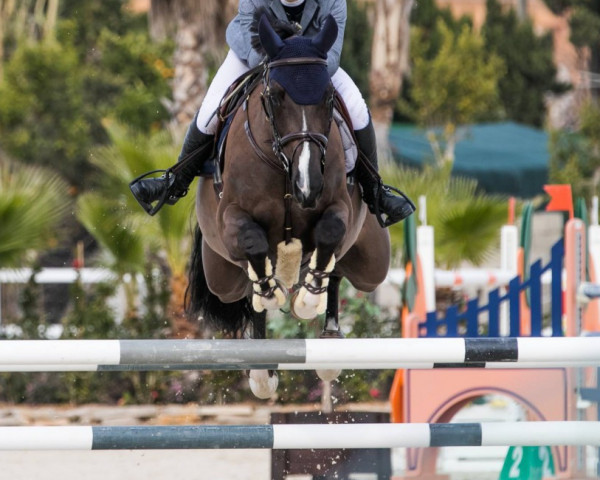 jumper Wedding Crasher (anglo european sporthorse, 2008, from Comme d'Api van de Hacienda Z)