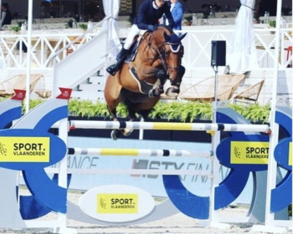 Springpferd Crowning (Belgium Sporthorse, 2008, von Cadence van't Gelutt Z)