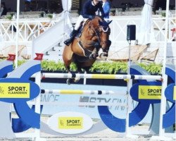 jumper Crowning (Belgium Sporthorse, 2008, from Cadence van't Gelutt Z)
