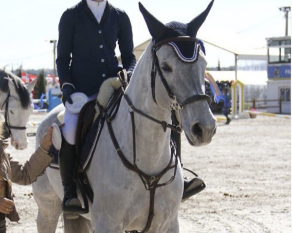 broodmare Fleur Deceuninck (Belgian Warmblood, 2005, from Cartier 187 FIN)
