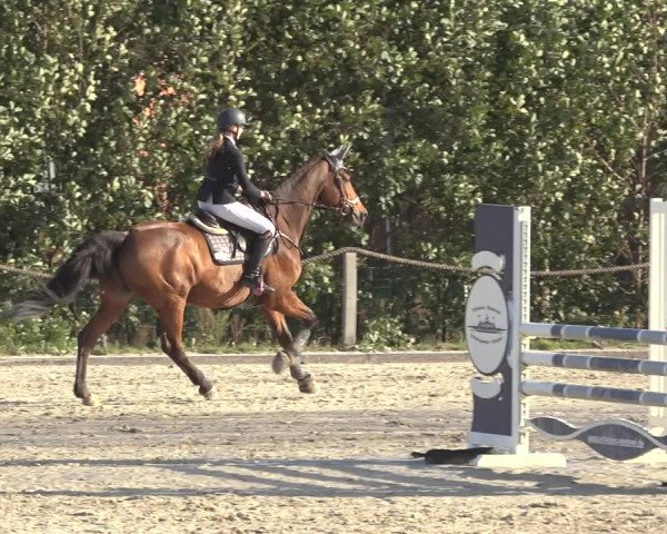 Reitturnier Handorf 2023