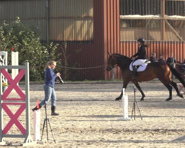 Reitturnier Handorf 2023