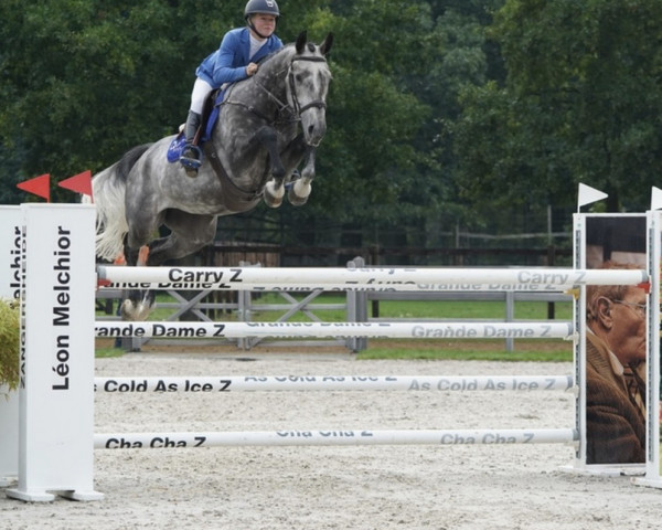 jumper Diamond Quality Z (Zangersheide riding horse, 2016, from Diamant de Semilly)