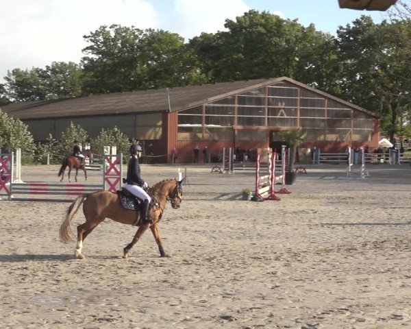 Reitturnier Handorf 2023