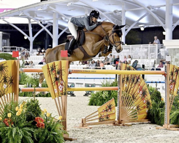 jumper Indian Quality Z (Zangersheide riding horse, 2014, from I'm Special de Muze)