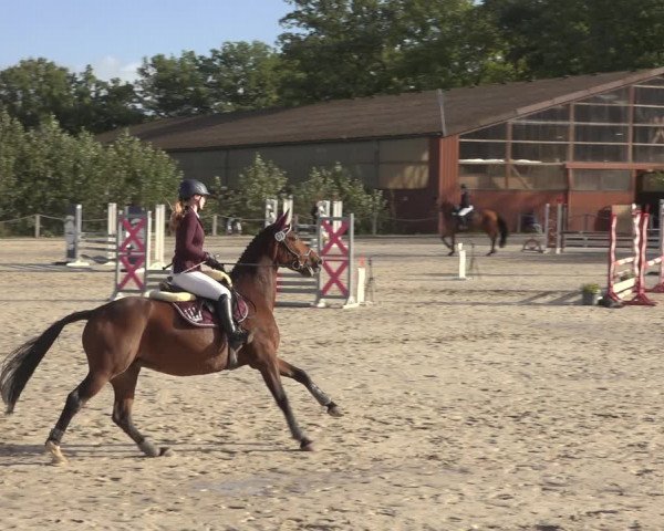 Reitturnier Handorf 2023
