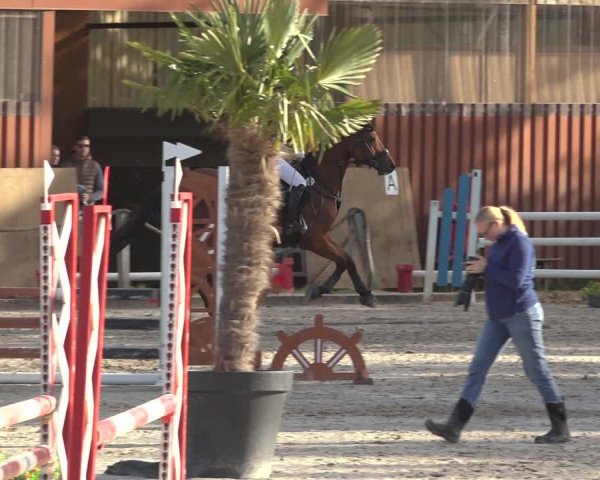Reitturnier Handorf 2023