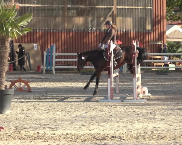 Reitturnier Handorf 2023