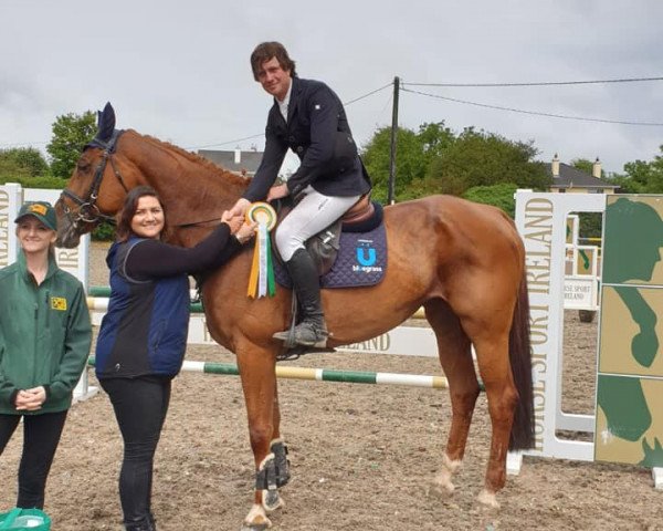 broodmare Scarlet Quality (Oldenburg, 2011, from Sandro Boy)