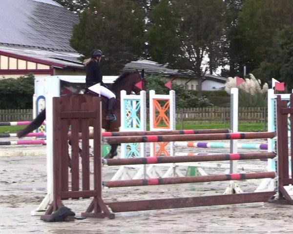Reitturnier Schülp / Rendsburg 2023
