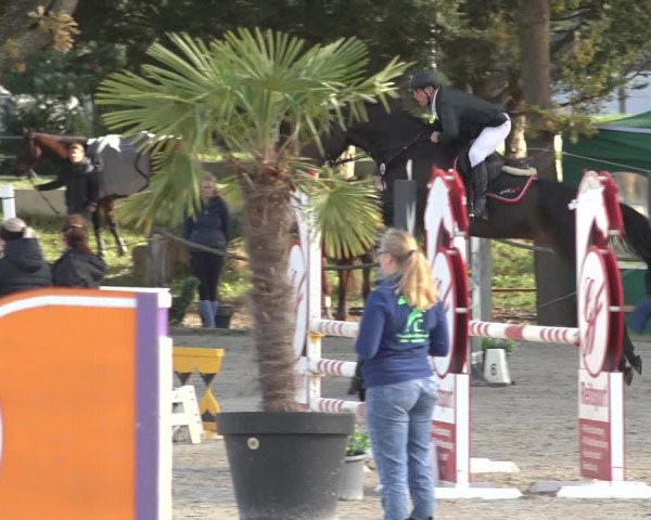 Reitturnier Handorf 2023