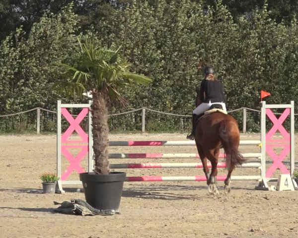 Reitturnier Handorf 2023