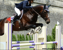 jumper Easy Boy Z (Zangersheide riding horse, 2013, from Emerald van 't Ruytershof)