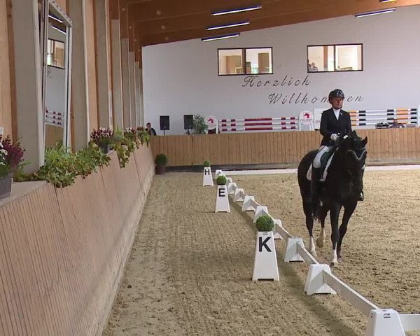 Reitturnier Grafenrheinfeld/Ufr. 2023