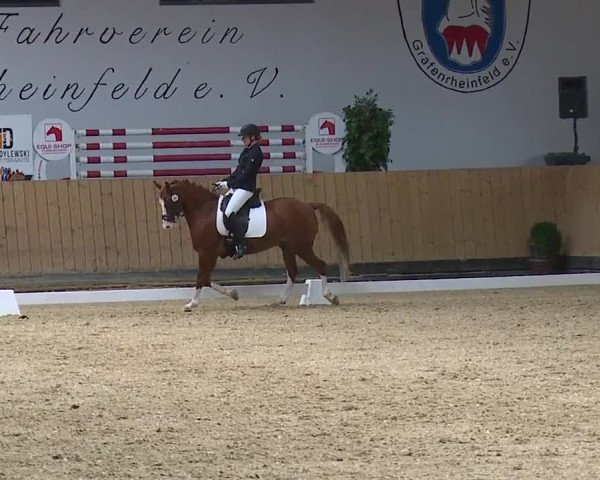 Reitturnier Grafenrheinfeld/Ufr. 2023