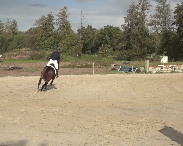 Reitturnier Handorf 2023