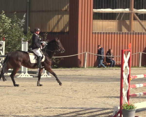 Reitturnier Handorf 2023