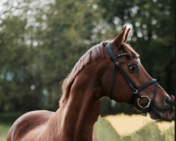 horse Bubbles Liberty (unknown, 1995, from Oakley (C) Bubbling On)
