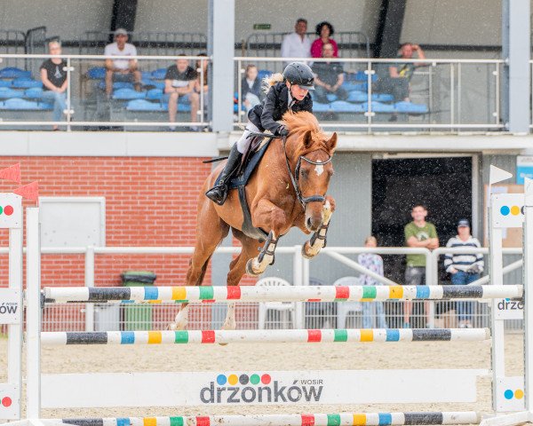 jumper Revansh xx (Thoroughbred, 2014, from Kupets xx)