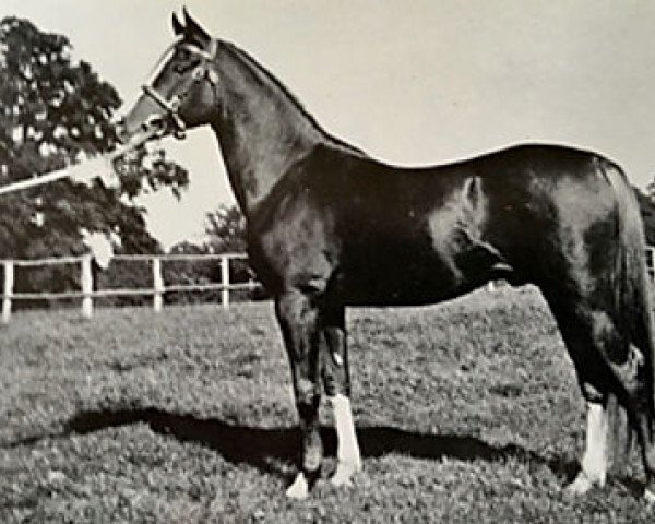 stallion Rissalix EAO (Arabian purebred, 1934, from Faris ox)