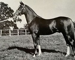 stallion Rissalix EAO (Arabian purebred, 1934, from Faris ox)