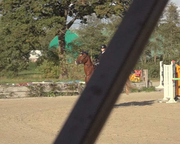 Reitturnier Handorf 2023