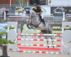 jumper Vincenti (Holsteiner, 2016, from Vincent)