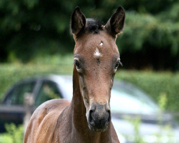 horse Silvie (Hanoverian, 2023, from K.i Checkter)
