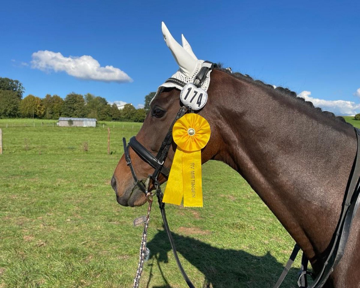 dressage horse Mahler Project (unknown, 2014, from Mahler xx)