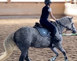 dressage horse Diageo Modesty (Connemara Pony, 2013, from Eastlands Hermes)