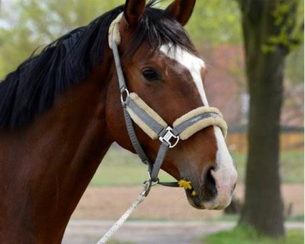 horse Kaami BS (Trakehner, 2011, from Donaudichter)