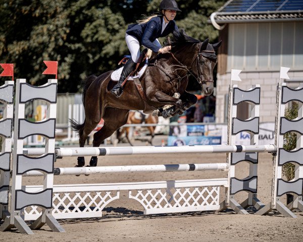 jumper Anton 941 (Luxembourg horse, 2017, from Amadeus D'Oncieres)