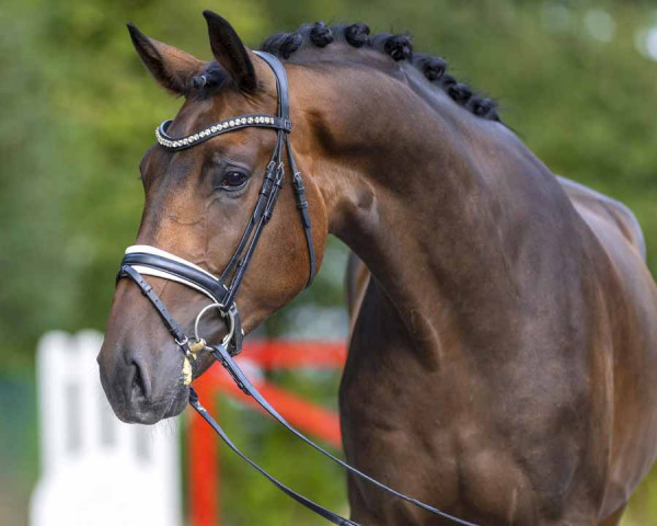 Pferd Zlatan MV (Westfale, 2020, von Zafiero)