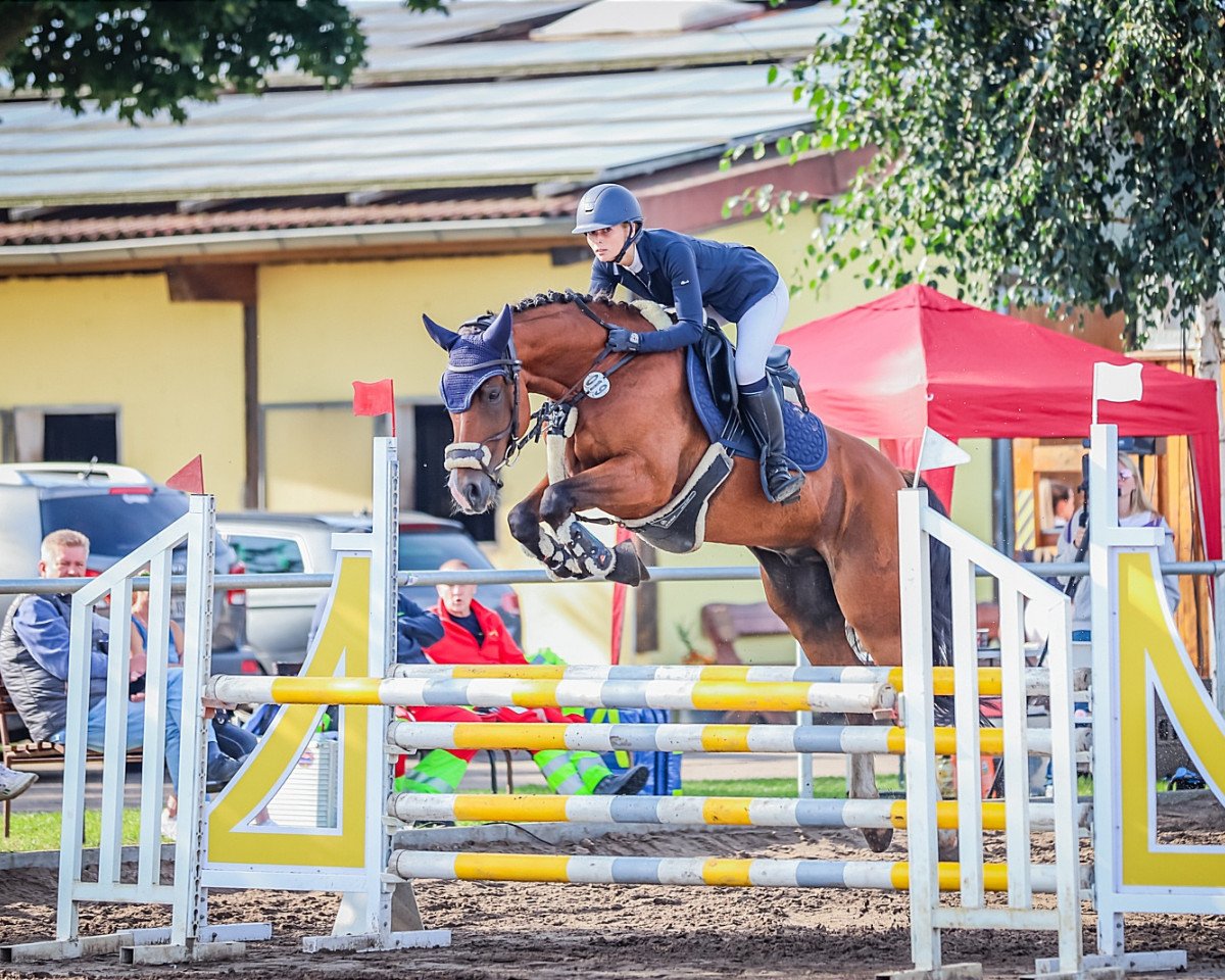Springpferd Be Careful 17 (Deutsches Reitpony, 2015, von Boritas 3)