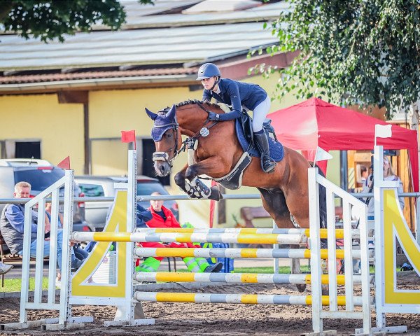 Springpferd Be Careful 17 (Deutsches Reitpony, 2015, von Boritas 3)