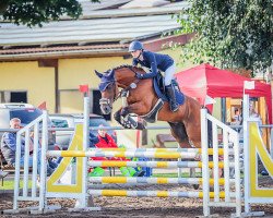 jumper Be Careful 17 (German Riding Pony, 2015, from Boritas 3)